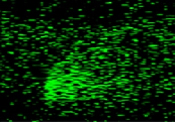 Fast confocal imaging of changes of calcium in dendritic spines