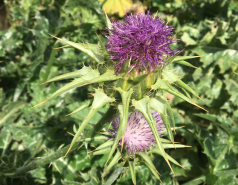 2012 April - LabTrip Sikhron Ya'akov picture no. 10