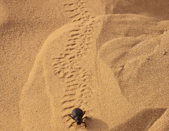 2021 - Retreat in Neot Smadar, and visiting the Great Dune (4 days) picture no. 56