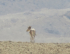 2015 - Lab Trip to Eastern Ramon Crater (2 days) picture no. 154