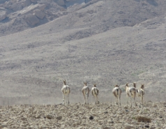 2015 - Lab Trip to Eastern Ramon Crater (2 days) picture no. 168