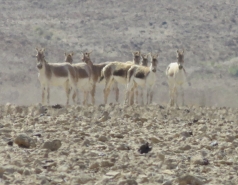 2015 - Lab Trip to Eastern Ramon Crater (2 days) picture no. 172