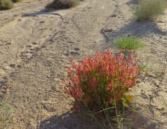 2015 - Lab Trip to Eastern Ramon Crater (2 days) picture no. 239