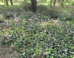 2011 - Lab Trip to Tal-Shahar Rakafot Flowers Hill picture no. 22