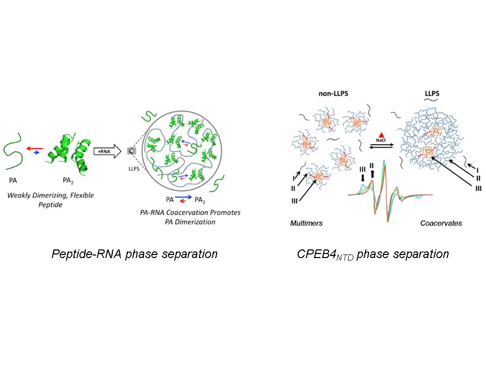 Liquid-Liquid phase separation in proteins