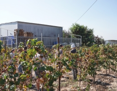 Tel Gezer & Bravdo Vineyards picture no. 9