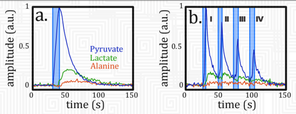 Functional 13C MRSI of skeletal muscle