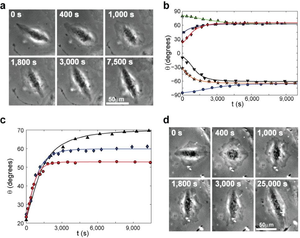 Biophysics and cell mechanics