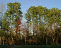 Visit to North Carolina March 2011 picture no. 9