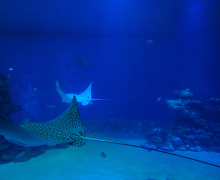 Department Retreat - Eilat - 2023 picture no. 28