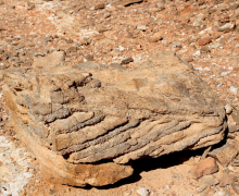 Department Retreat - Eilat - 2023 picture no. 33