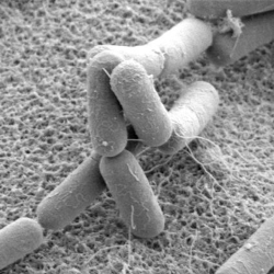 Shape regulation in bacteria