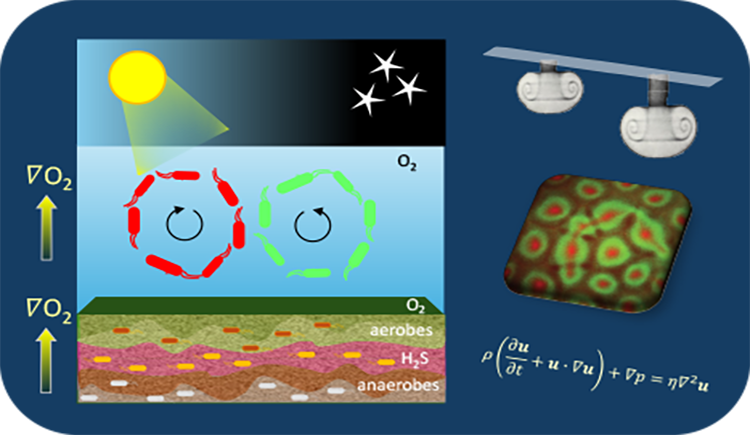 Structured bacterial communities