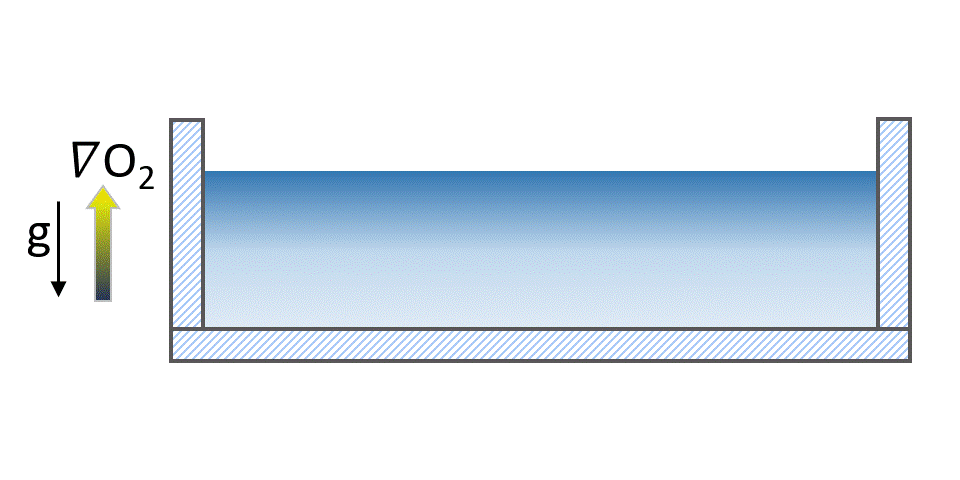 Bioconvection animation