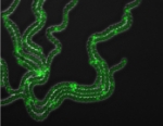 development in cyanobacteria