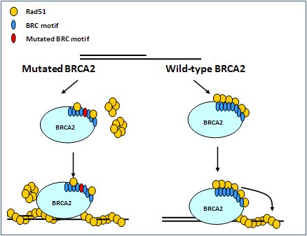 Depletion of RAD51 and BRCA2, which regulate the association of TERRA
