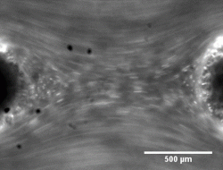 Elastic turbulence, a role of inertial effects and turbulent drag reduction in various flow geometries