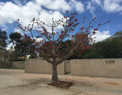 Weizmann Wildlife picture no. 1