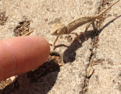 Weizmann Wildlife picture no. 6