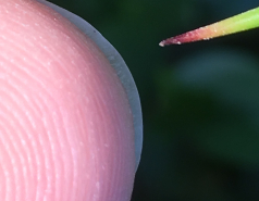 Weizmann Wildlife picture no. 21