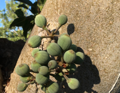 Weizmann Wildlife picture no. 12