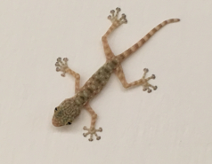 Weizmann Wildlife picture no. 13