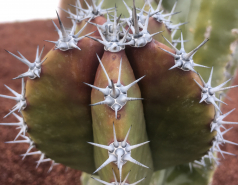 Weizmann Wildlife picture no. 2