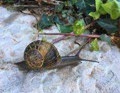 Weizmann Wildlife picture no. 7