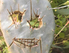 Weizmann Wildlife picture no. 16