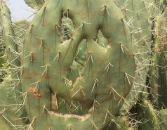 Weizmann Wildlife picture no. 18