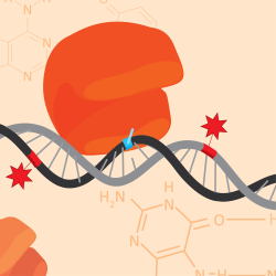 Biophysical principles of mutagenesis 