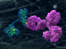 Antibody Inhibition of Disulfide Catalyst QSOX1