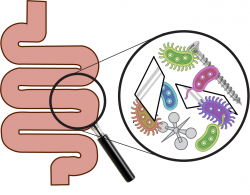 Disulfide Bonding in Mucin Assembly