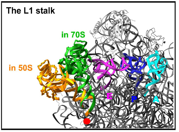 Harms et al., Cell, 107, 679-88 (2001); Yonath, Annu Rev Biophys Biomol Struct, 31, 257-73 (2002)