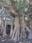 Ein-Gedi Retreat 2015 picture no. 3