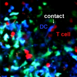 The role of DC ICAM-1 in immune synapses in vivo