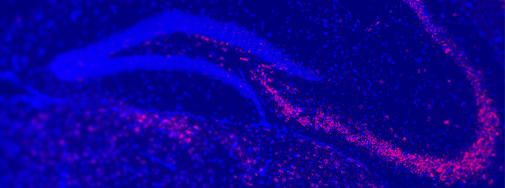 Functions and modes of action of long noncoding RNAs