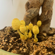 Fungal projects are blossoming in the Jung lab