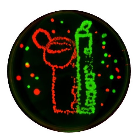 GFP expressing Candida and RFP expressing Kazachstania forming the Weizmann landmark, courtesy of S. Liasman and Y. Bikov 