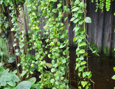 2024 : a winter day in Jerusalem picture no. 20