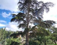 2024 : a winter day in Jerusalem picture no. 16