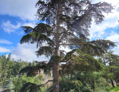 2024 : a winter day in Jerusalem picture no. 15