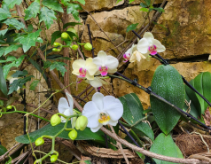 2024 : a winter day in Jerusalem picture no. 17