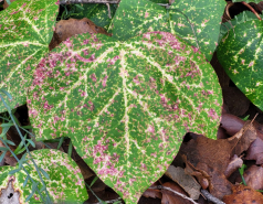 2024 : a winter day in Jerusalem picture no. 13