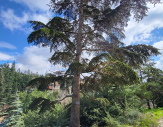 2024 : a winter day in Jerusalem picture no. 14