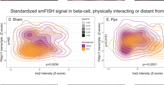 Physically interacting beta-delta pairs in the regenerating pancreas revealed by single-cell sequencing