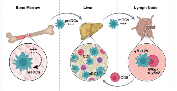 XCR1 + type 1 conventional dendritic cells drive liver pathology in non-alcoholic steatohepatitis
