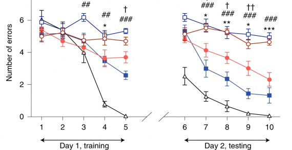 Alzheimer’s disease modification mediated by bone marrow-derived macrophages via a TREM2-independent pathway in mouse model of amyloidosis