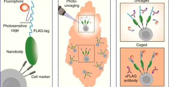 Single-cell analysis of regions of interest (SCARI) using a photosensitive tag