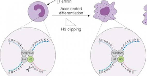 Heads or tails: histone tail clipping regulates macrophage activity